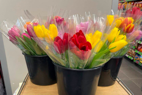 Фотофакт. Почем тюльпаны в Минске перед 8 марта
