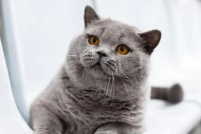 Беларуский кот — в топ-3 самых красивых котов мира